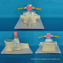 Espina vertebral humana Anatomía Esqueleto modelo para la enseñanza (R140102)